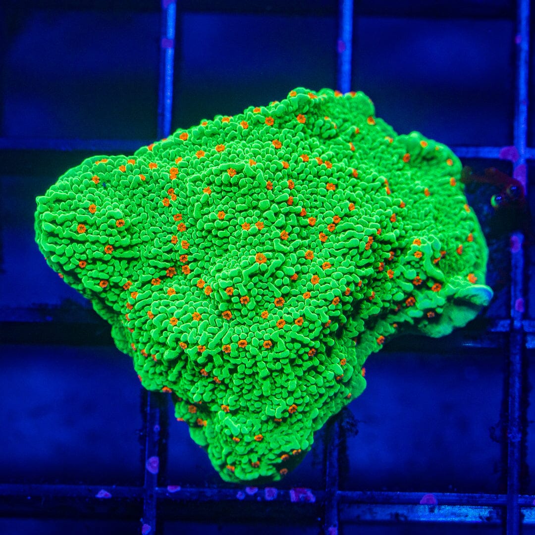 Chili Pepper Montipora - WYSIWYG Auction Reef Lounge Norco 