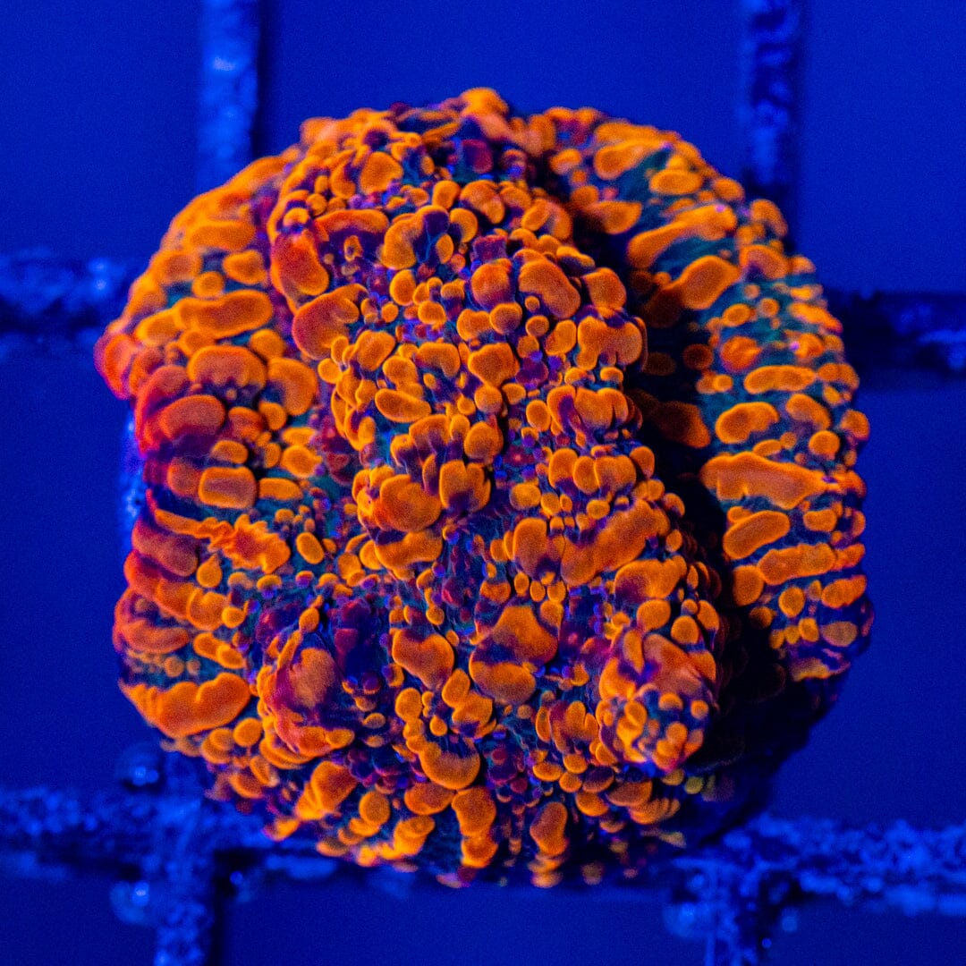 Cloudberries Chalice - WYSIWYG Zoa Reef Lounge USA 