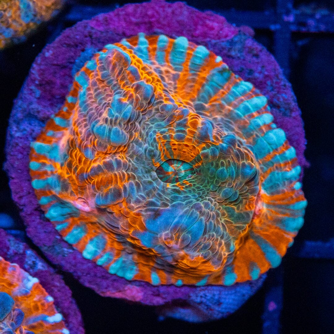 Creamsicle Chalice 1A - WYSIWYG LPS Coral Reef Lounge USA 