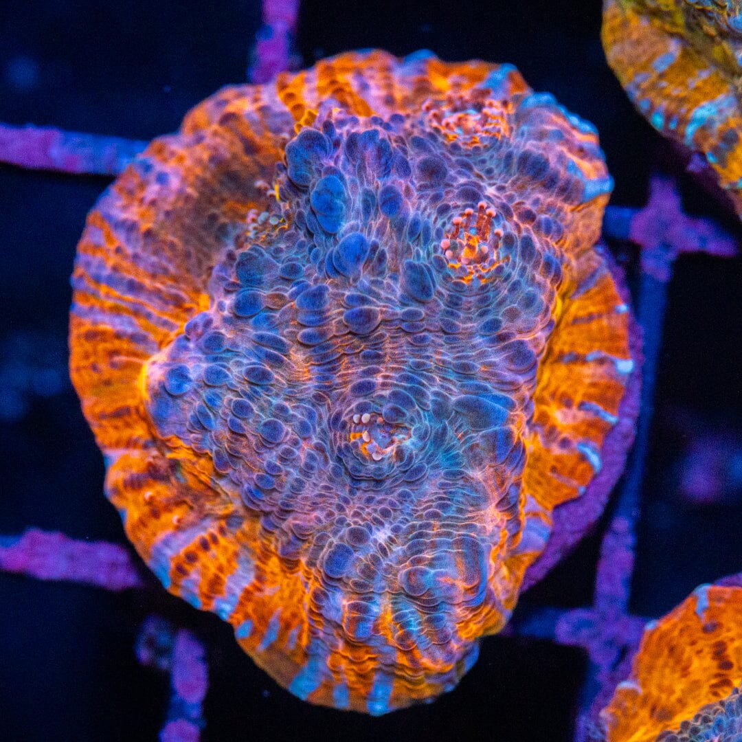 Creamsicle Chalice 2A - WYSIWYG LPS Coral Reef Lounge USA 