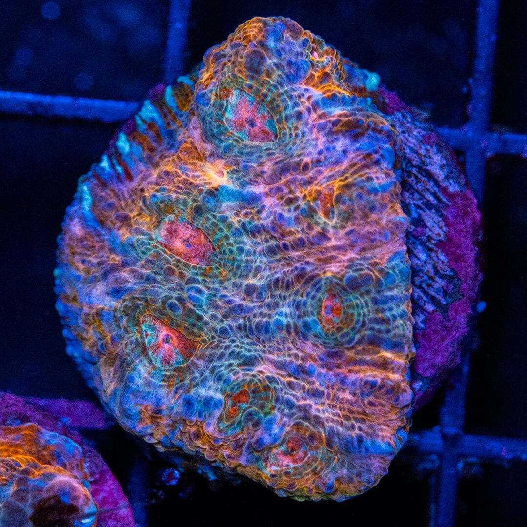 Creamsicle Chalice 3A - WYSIWYG LPS Coral Reef Lounge USA 