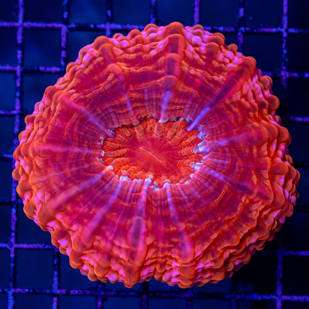 Cynarina 1B - WYSIWYG Colony Reef Lounge Norco 
