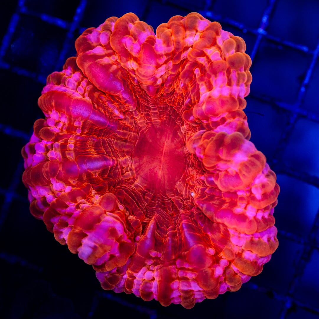 Cynarina 1G - WYSIWYG LPS Coral Reef Lounge USA 