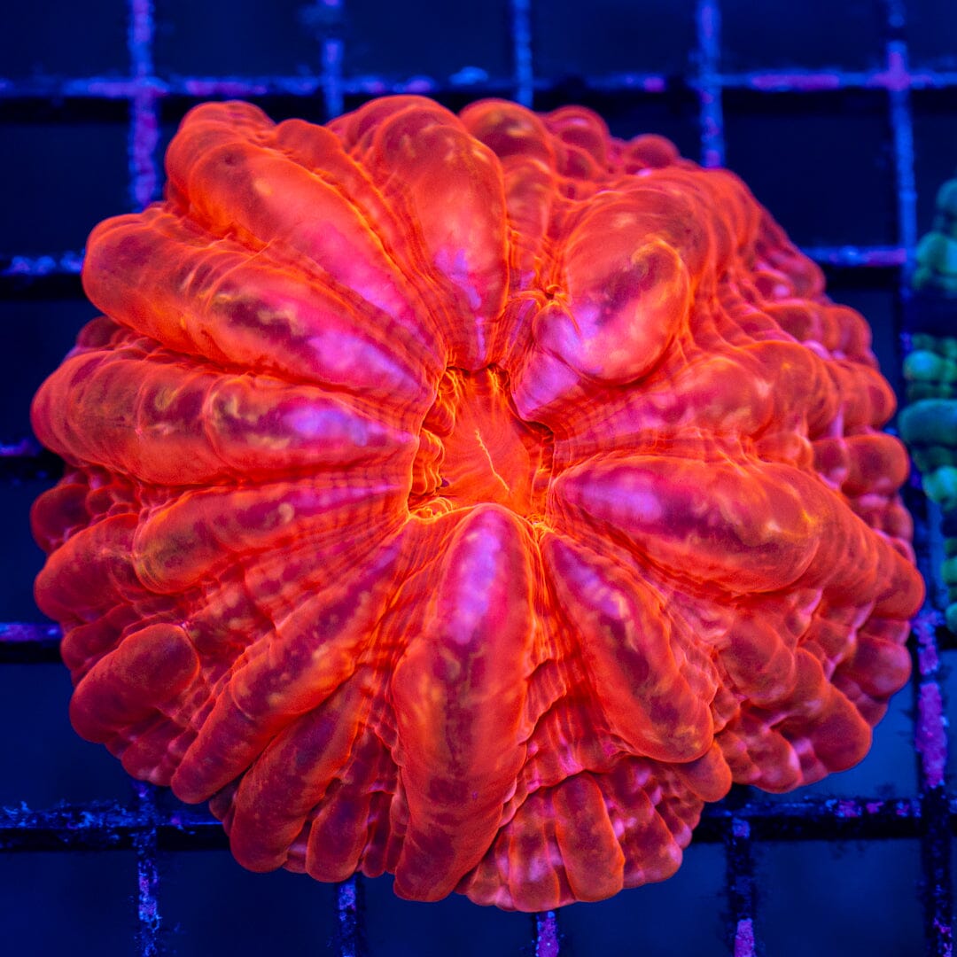 Cynarina 2B - WYSIWYG Colony Reef Lounge Norco 