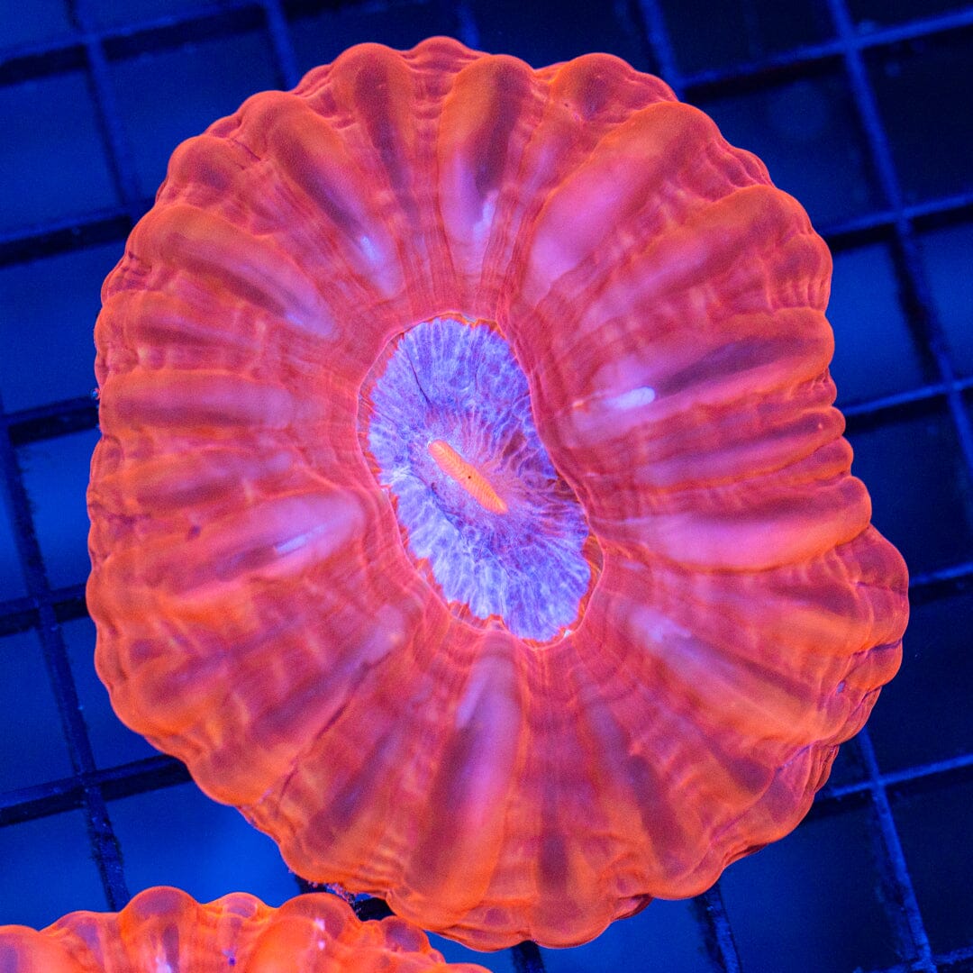 Cynarina 2D - WYSIWYG Reef Lounge Coral 