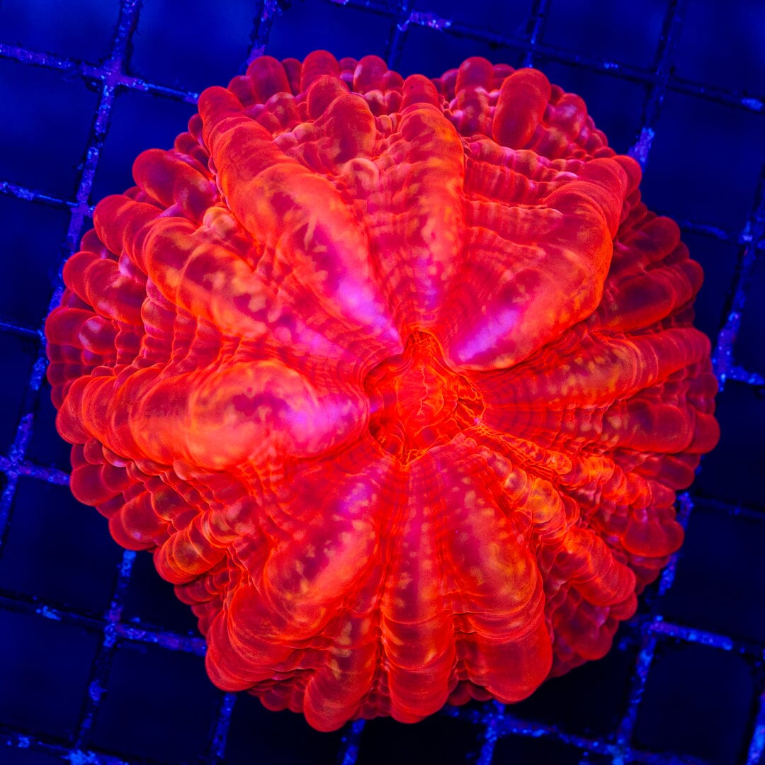 Cynarina 2G - WYSIWYG LPS Coral Reef Lounge USA 