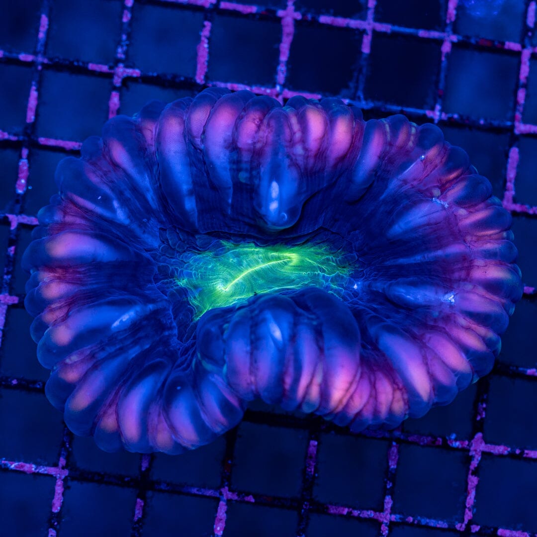 Cynarina 3B - WYSIWYG Colony Reef Lounge Norco 