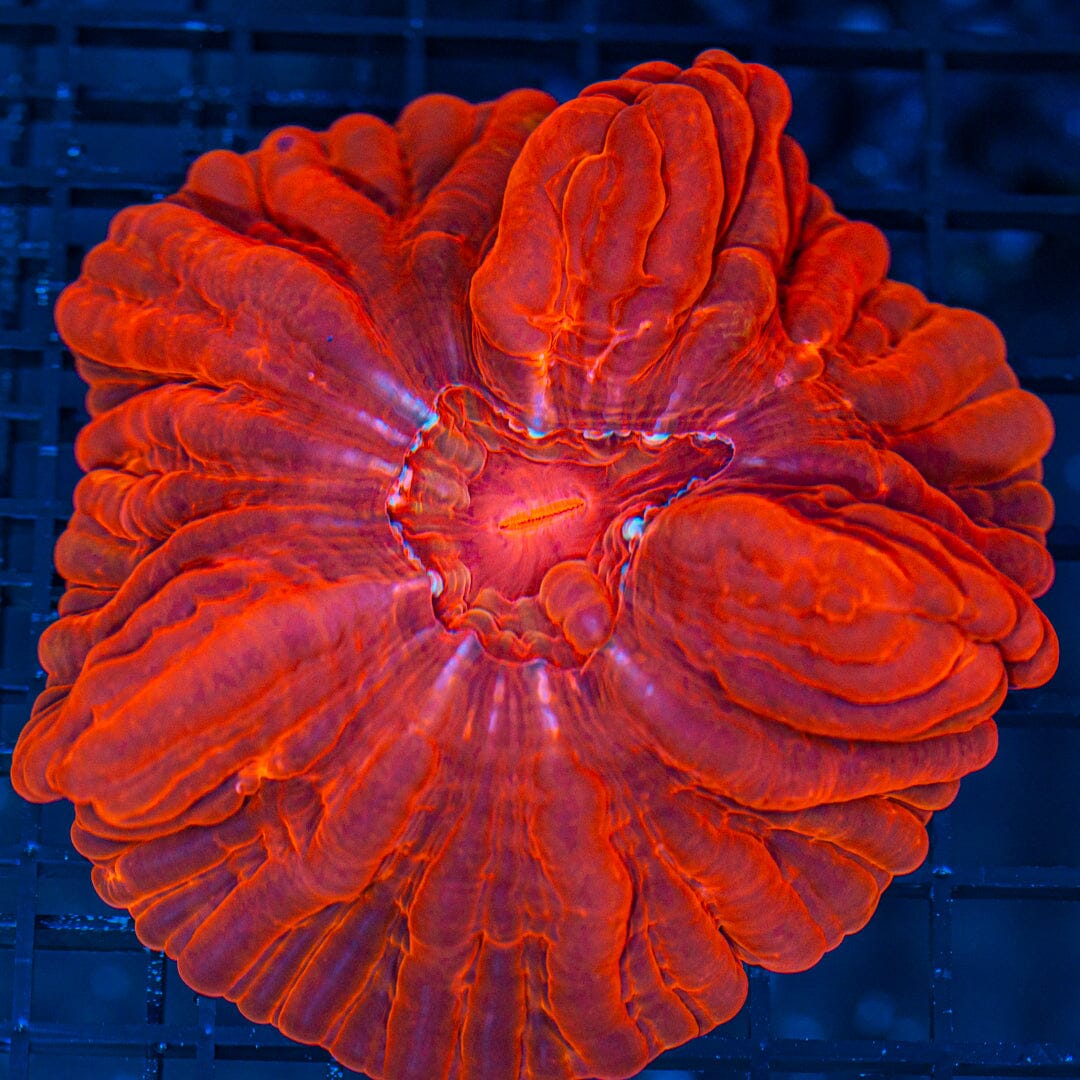 Cynarina (Blood Red) - WYSIWYG Reef Lounge Coral 