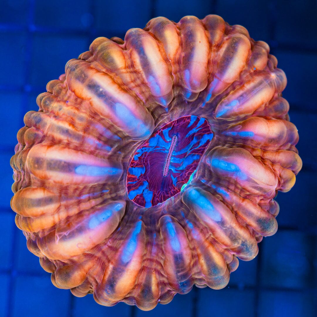 Cynarina (Blue/Red Mouth) - WYSIWYG Reef Lounge Coral 