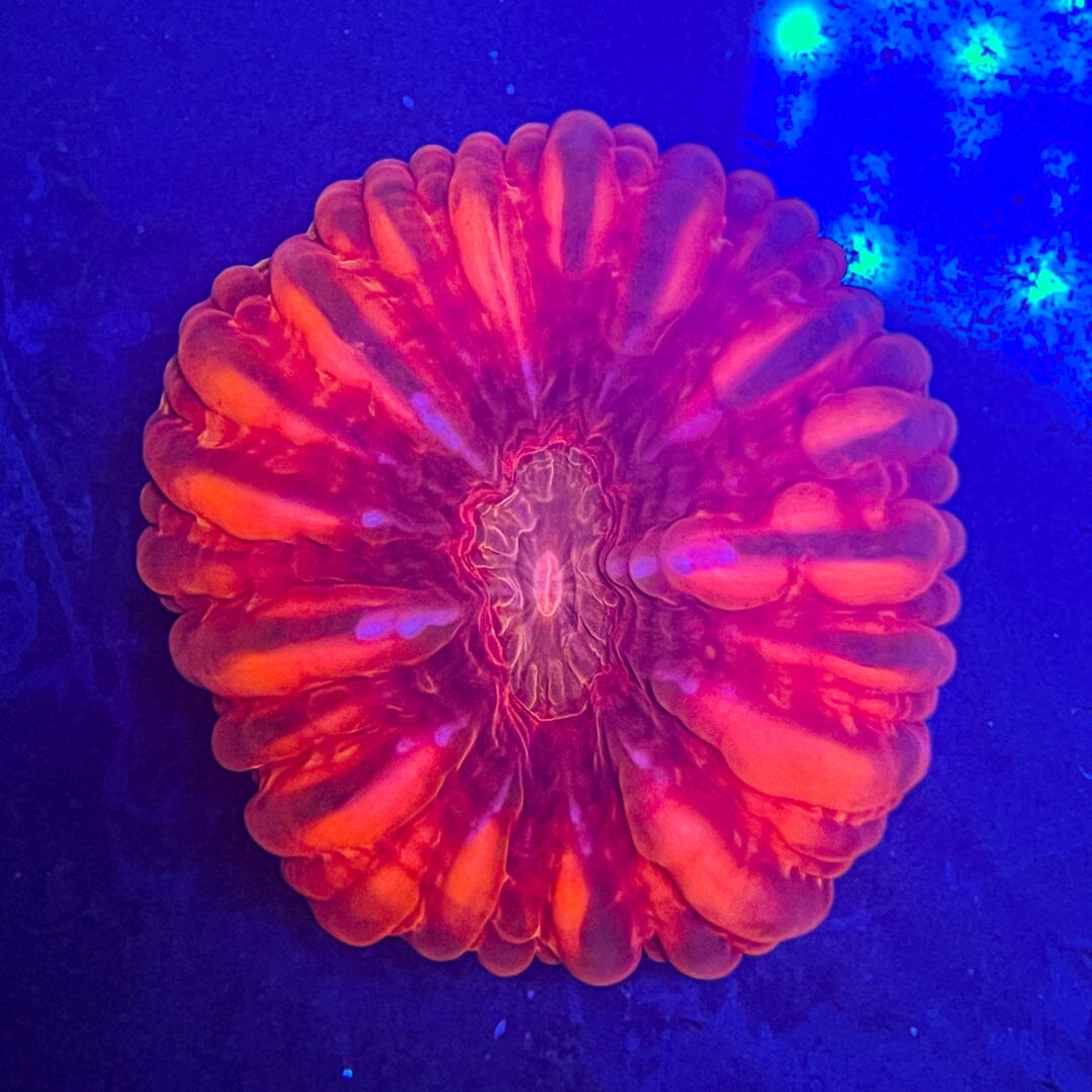 Cynarina - BRIGHT Red w/ Orange mouth Reef Lounge Coral 