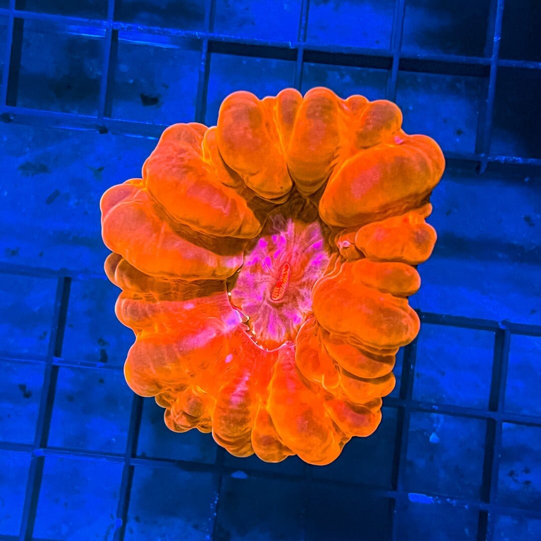 Cynarina - Orange w/ Pink Mouth - WYSIWYG Reef Lounge Coral 