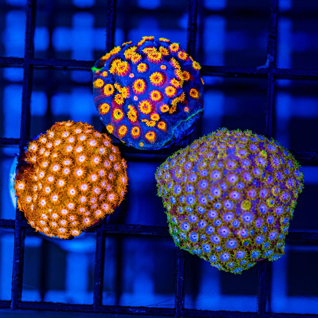 Cyphastrea Variety Frag Pack Reef Lounge Coral 