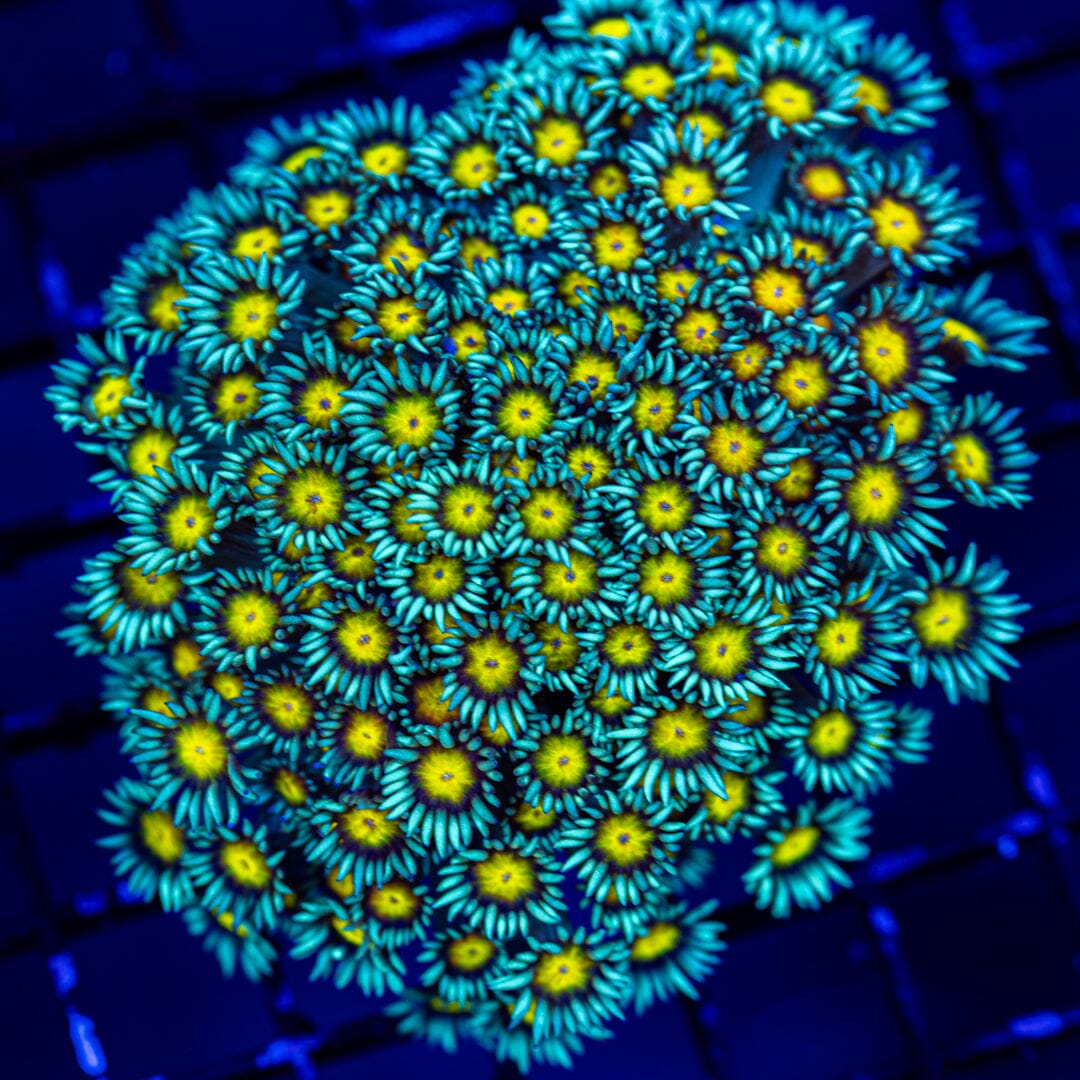 Daisy Duke Goniopora Colony - WYSIWYG LPS Coral Reef Lounge USA 