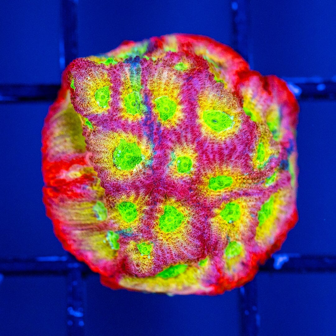Dayglo Favia - WYSIWYG Reef Lounge Coral 
