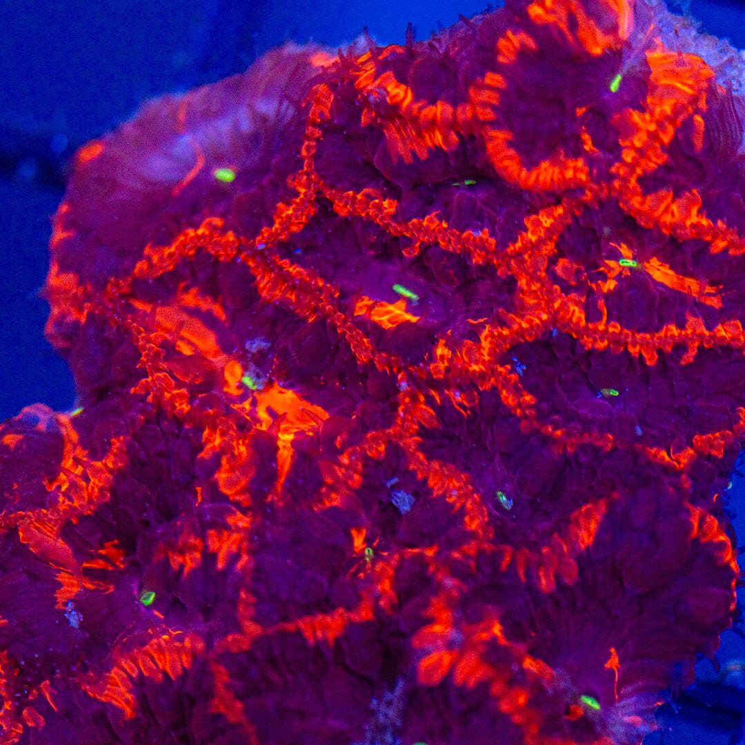 Deadpool Blastomussa Colony - WYSIWYG Reef Lounge Coral 