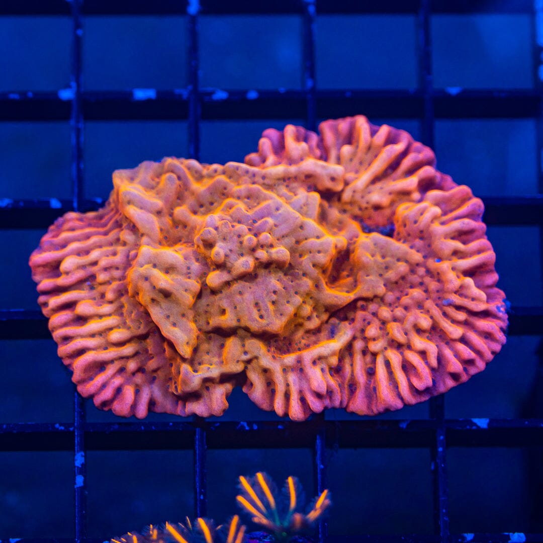 Death Spiral Montipora - WYSIWYG Auction Reef Lounge Norco 