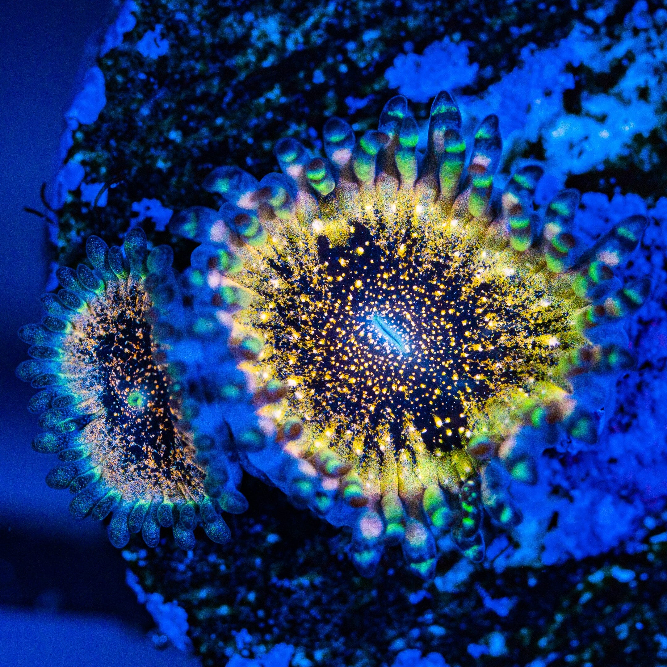 Deathstar Zoanthids Soft Coral Reef Lounge USA 