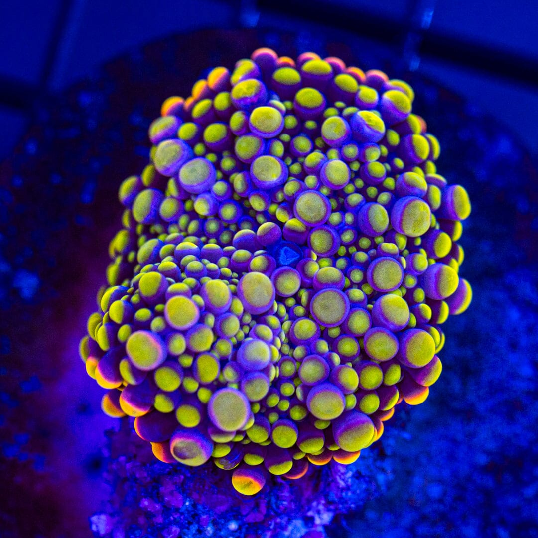 Deep Water Mushroom Coral - WYSIWYG Colony Reef Lounge Norco 