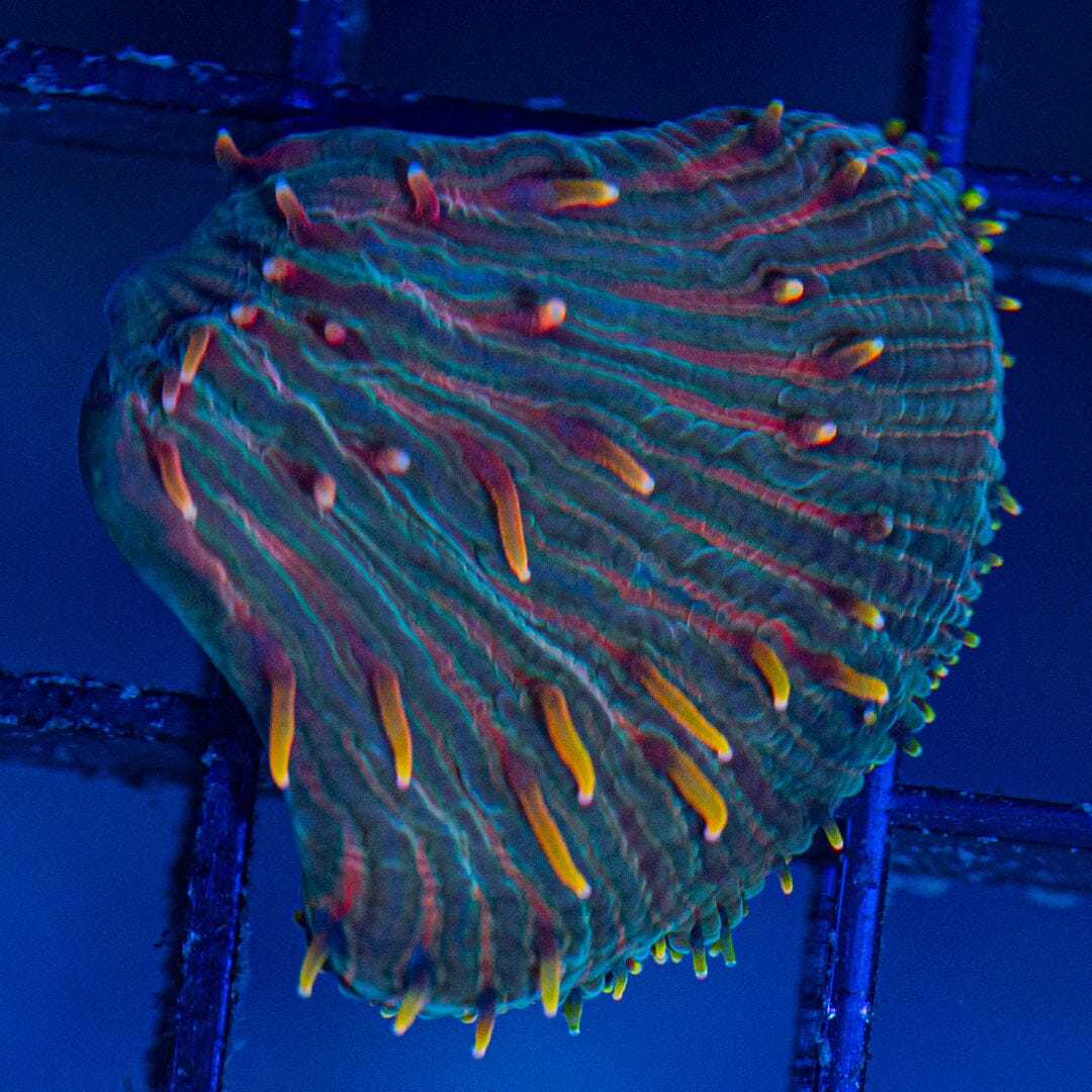 Diaseris Plate - WYSIWYG Colony Reef Lounge Norco 