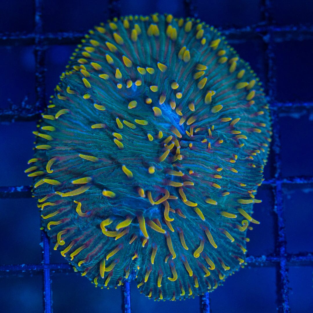 Diaseris Plate - WYSIWYG Colony Reef Lounge Norco 