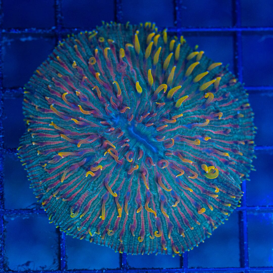 Diaseris Plate - WYSIWYG Colony Reef Lounge Norco 