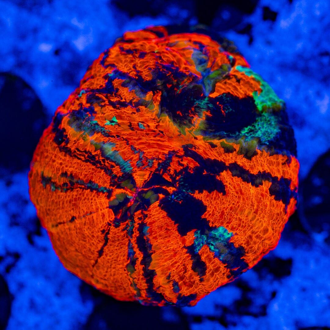 Double (2 mouths) War Paint Scolymia 7A - WYSIWYG Reef Lounge Norco 