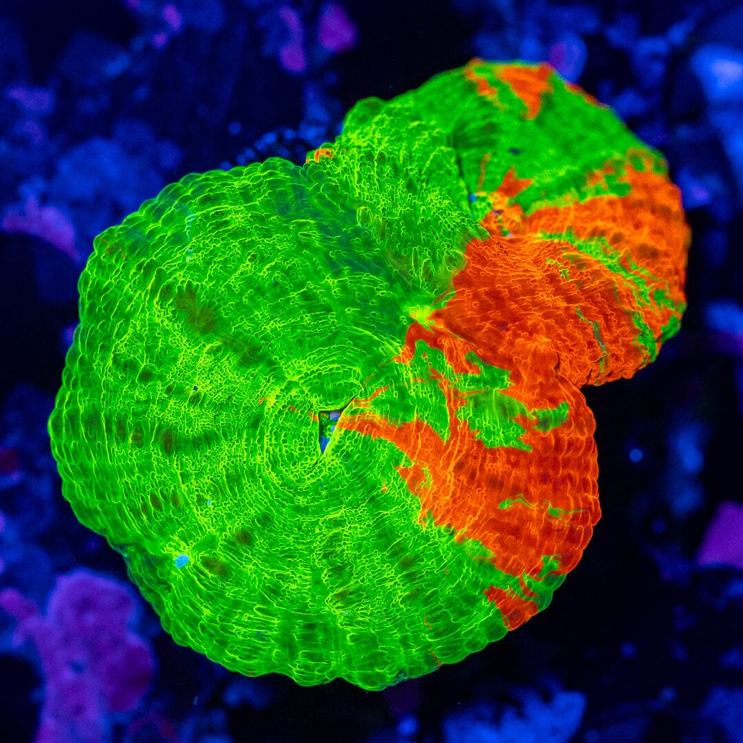 Double Bleeding Apple Scolymia 2A - WYSIWYG Reef Lounge Coral 