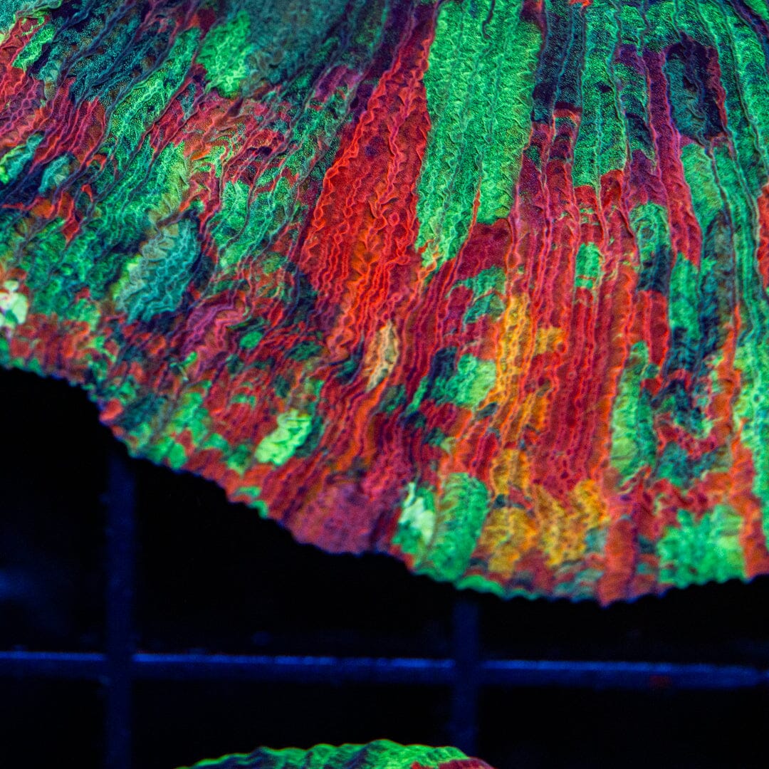 Double Brain Coral 24C - WYSIWYG Reef Lounge Norco 