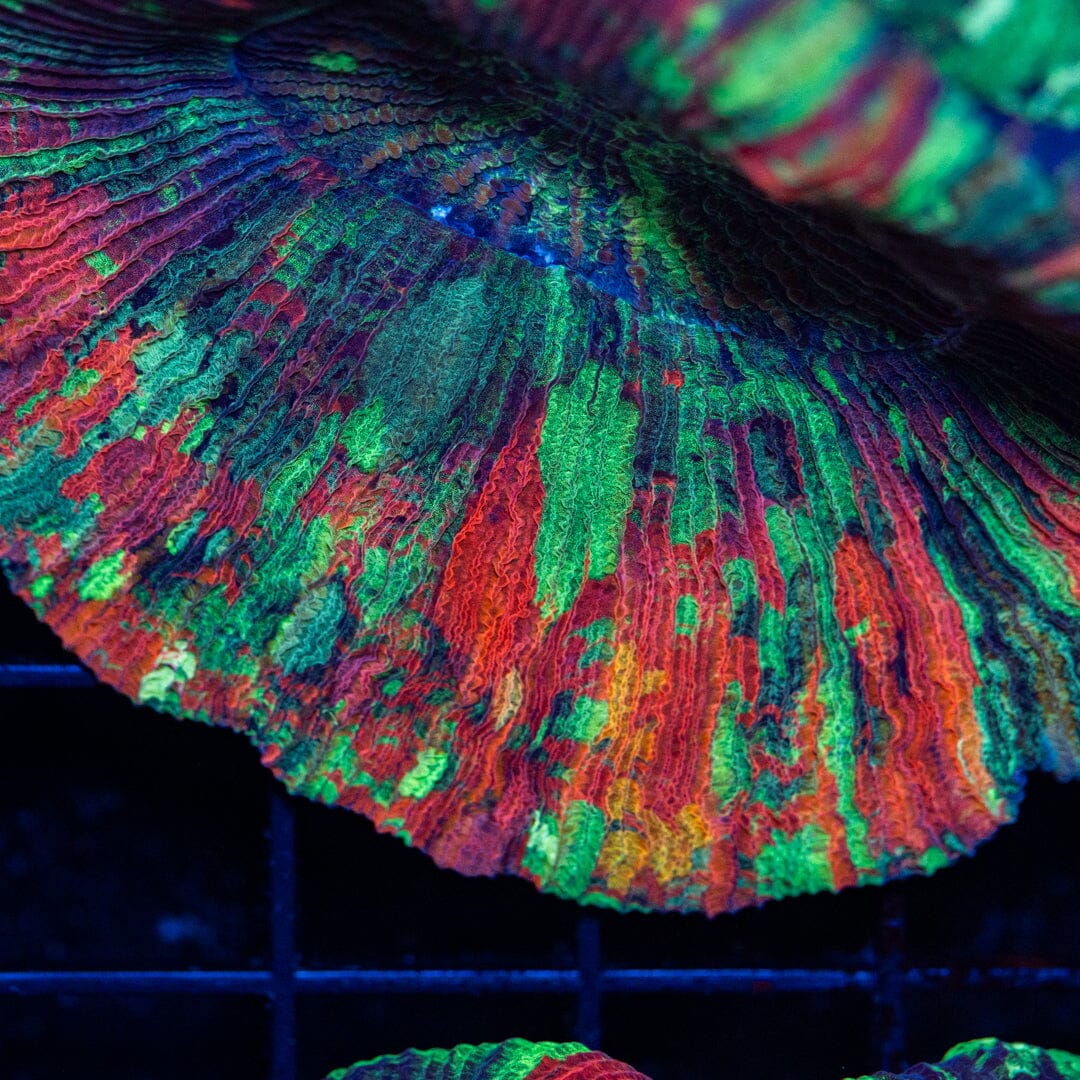 Double Brain Coral 24C - WYSIWYG Reef Lounge Norco 