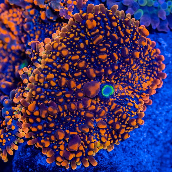 coral reef  Amazing cube reef tank lighted by Atlantik Compact •Orphek