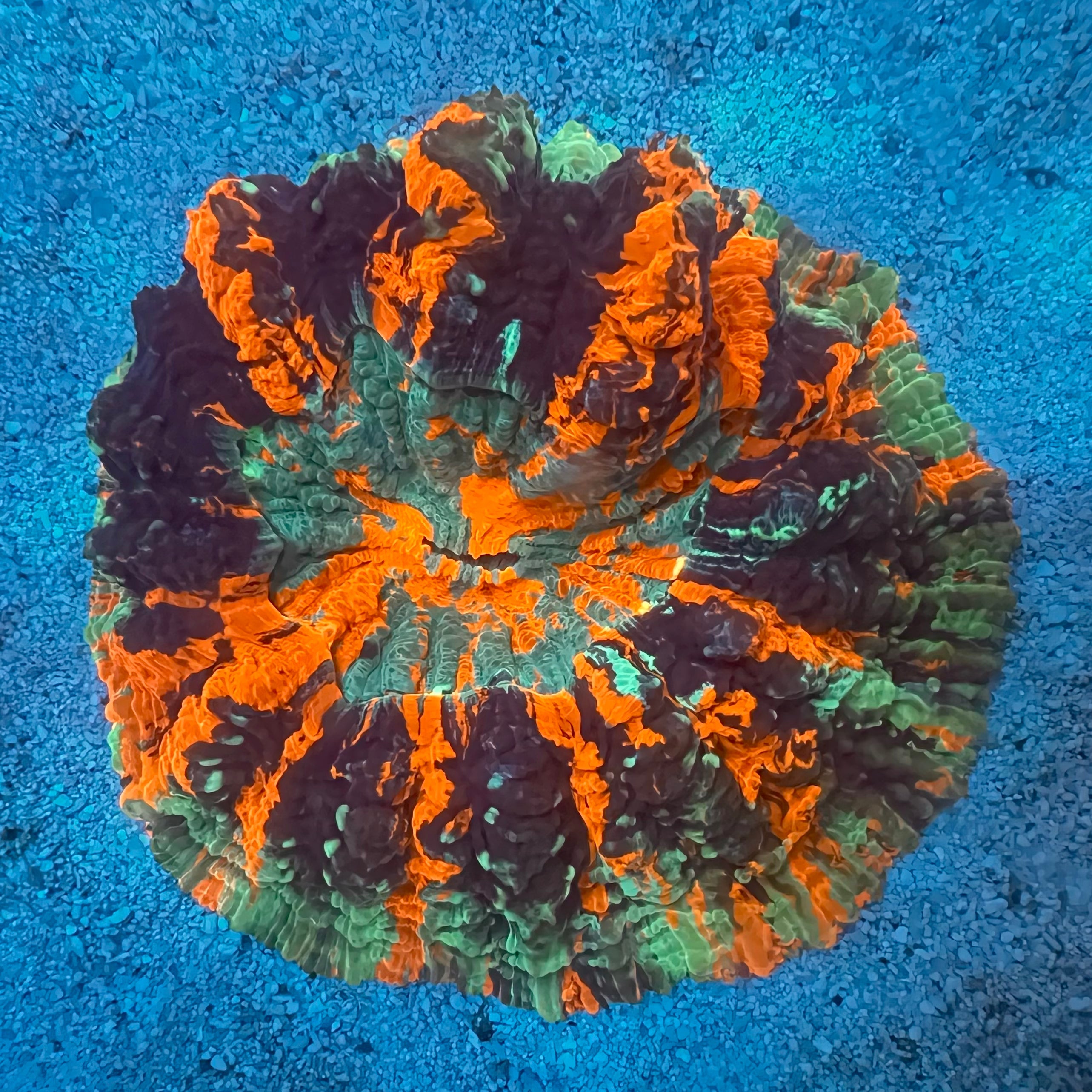 Doughnut Coral - WYSIWYG Colony Reef Lounge Coral 