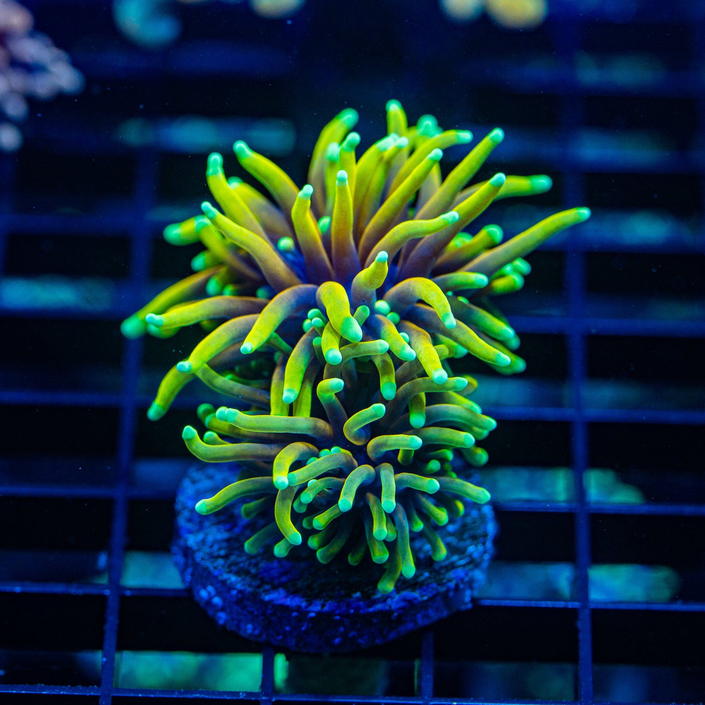 Dragon Soul Torch Torch Reef Lounge USA 