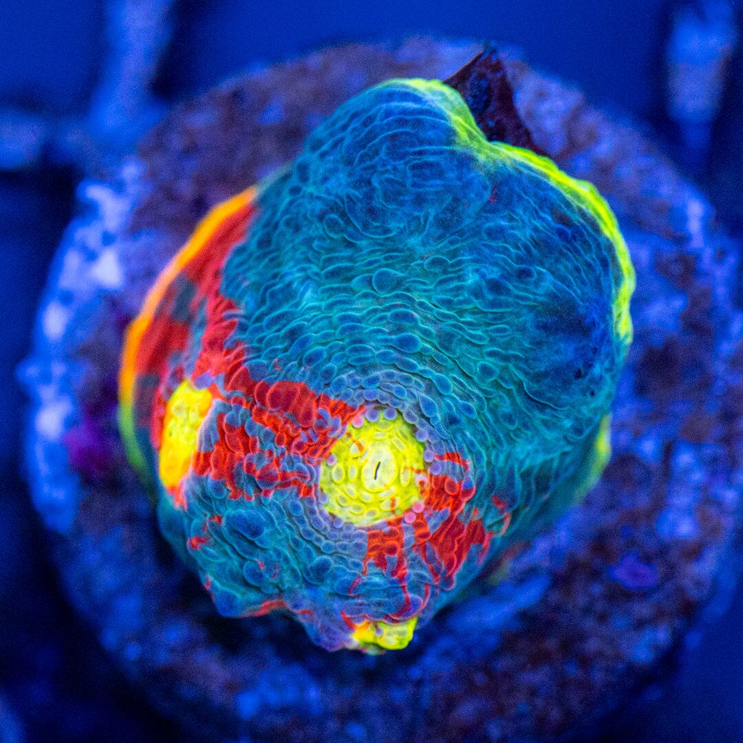 Dynamite Rainbow Chalice 1A - WYSIWYG Reef Lounge Coral 