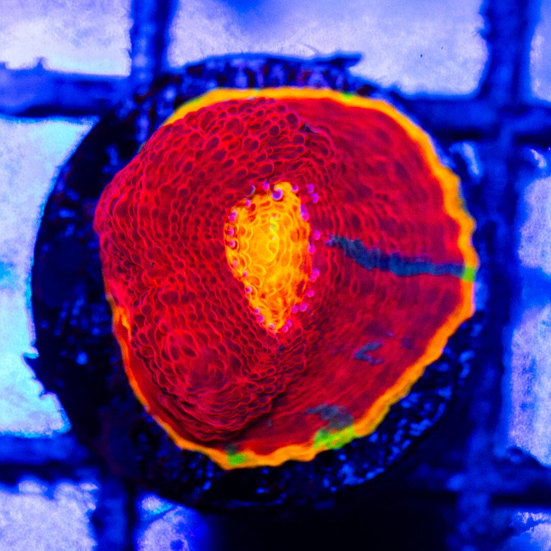 Dynamite Rainbow Chalice 1B - WYSIWYG LPS Coral Reef Lounge USA 