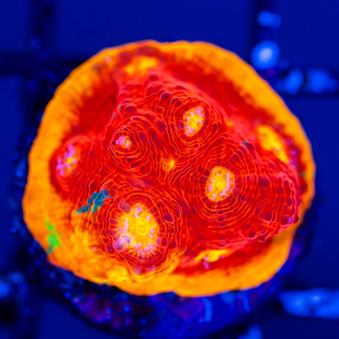 Dynamite Rainbow Chalice 1B - WYSIWYG Reef Lounge Coral 