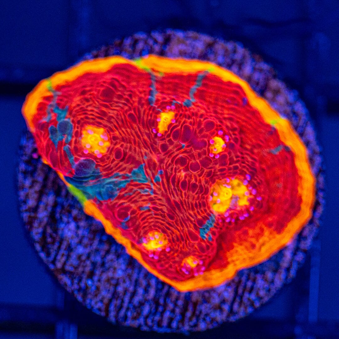 Dynamite Rainbow Chalice 1C - WYSIWYG Reef Lounge Coral 