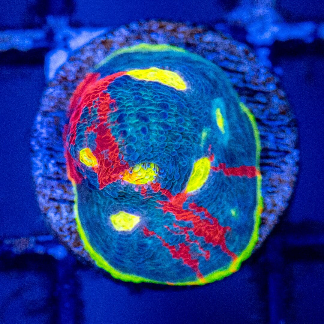 Dynamite Rainbow Chalice 2A - WYSIWYG Reef Lounge Coral 