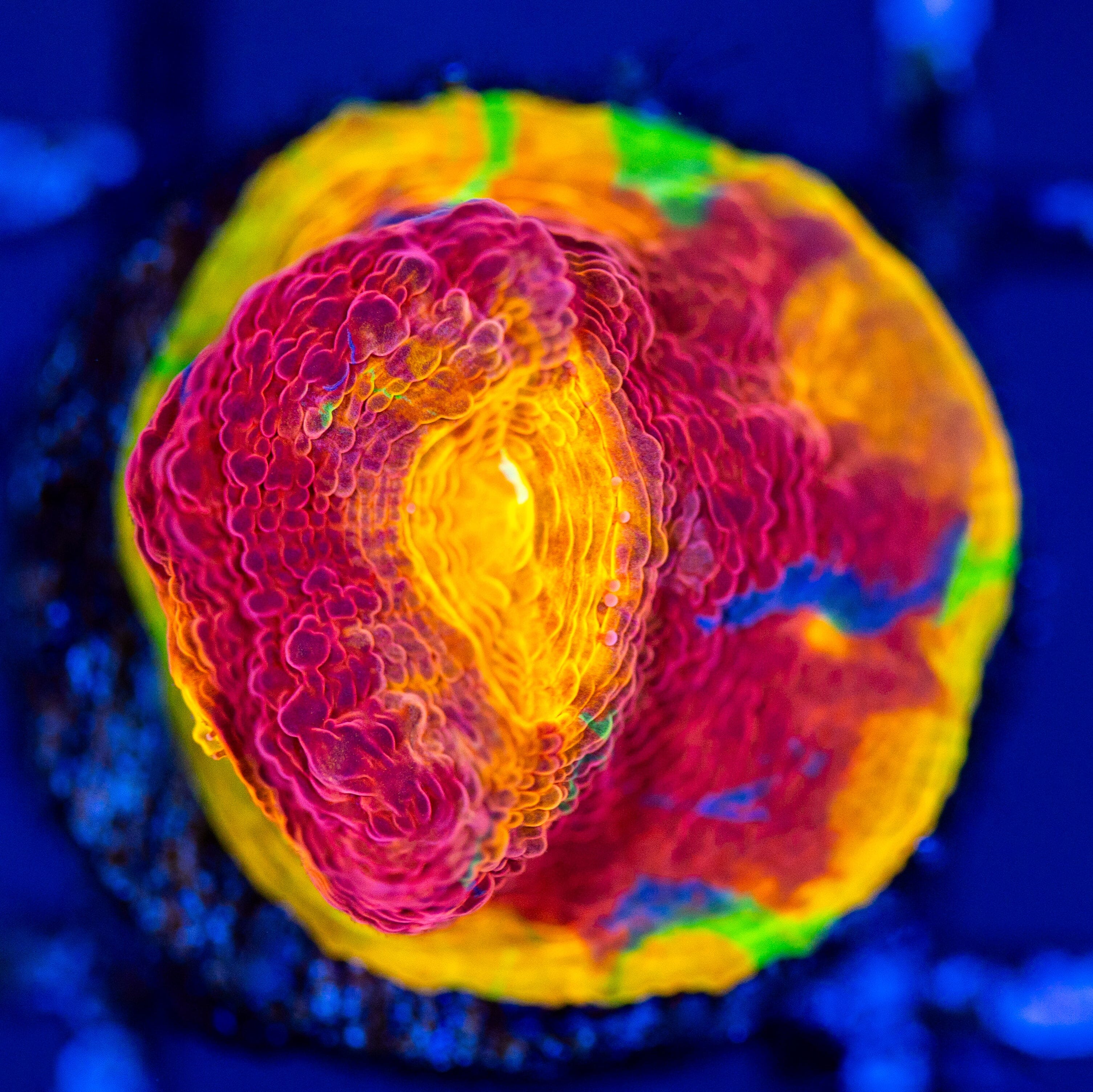 Dynamite Rainbow Chalice 2B - WYSIWYG Reef Lounge Coral 