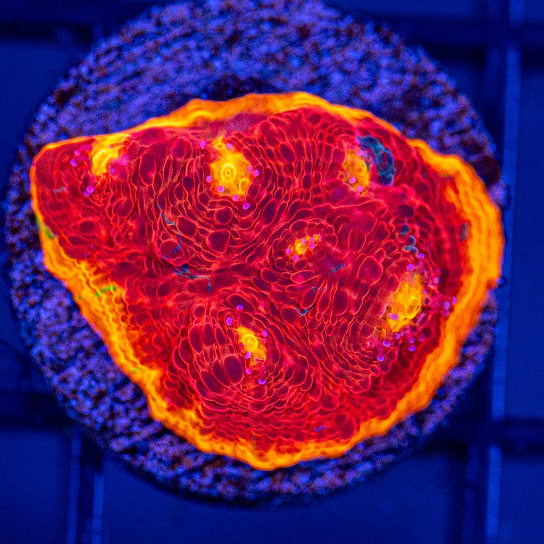 Dynamite Rainbow Chalice 2C - WYSIWYG Reef Lounge Coral 