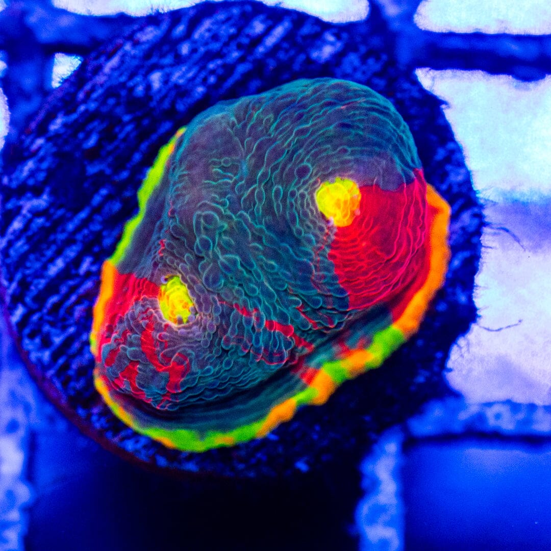 Dynamite Rainbow Chalice 3B - WYSIWYG LPS Coral Reef Lounge USA 