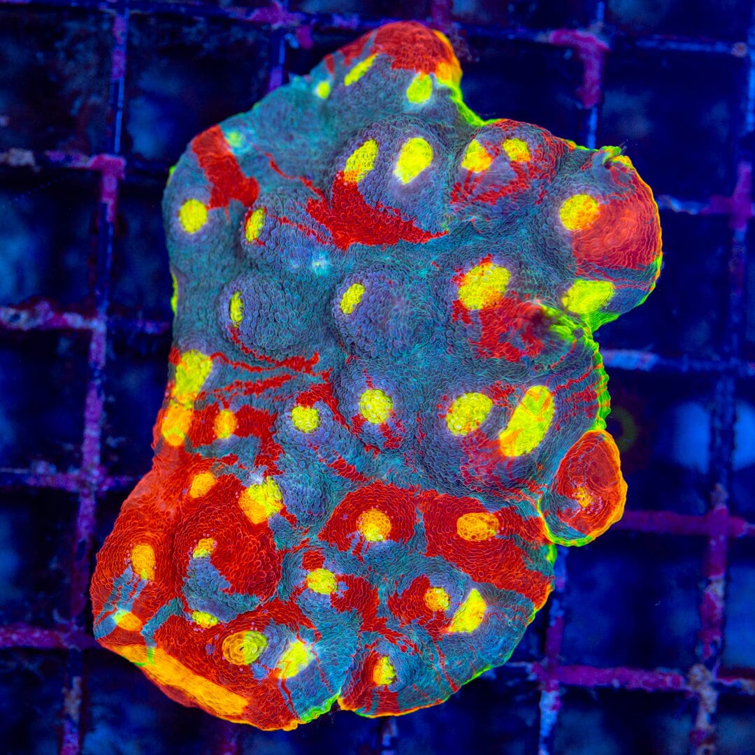 Dynamite Rainbow Chalice Reef Lounge Norco 