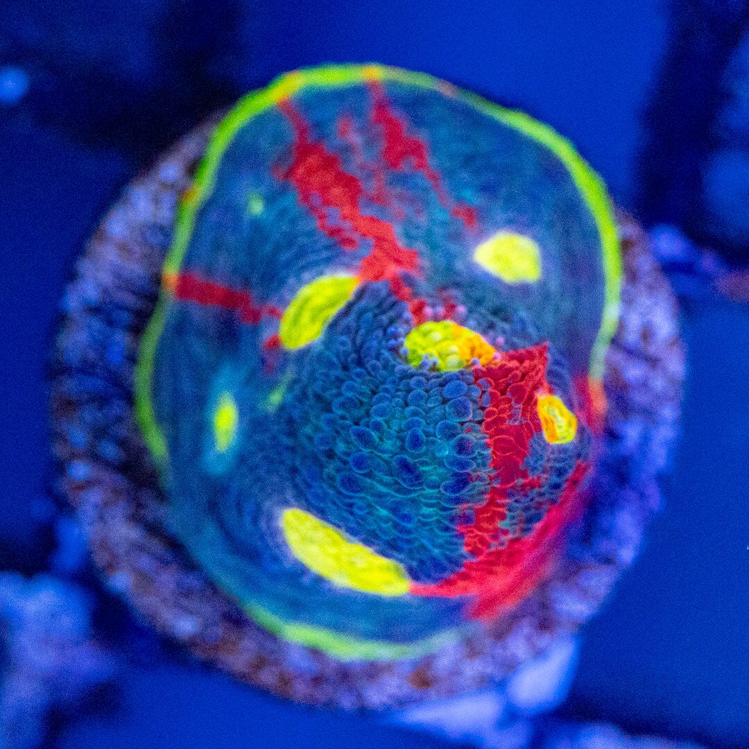 アニマロッタ レインボールーレット Dynamite Rainbow Chalice Coral | Reef Lounge Coral