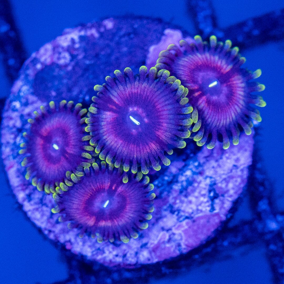 Elephant Ear Zoanthids Reef Lounge Norco 