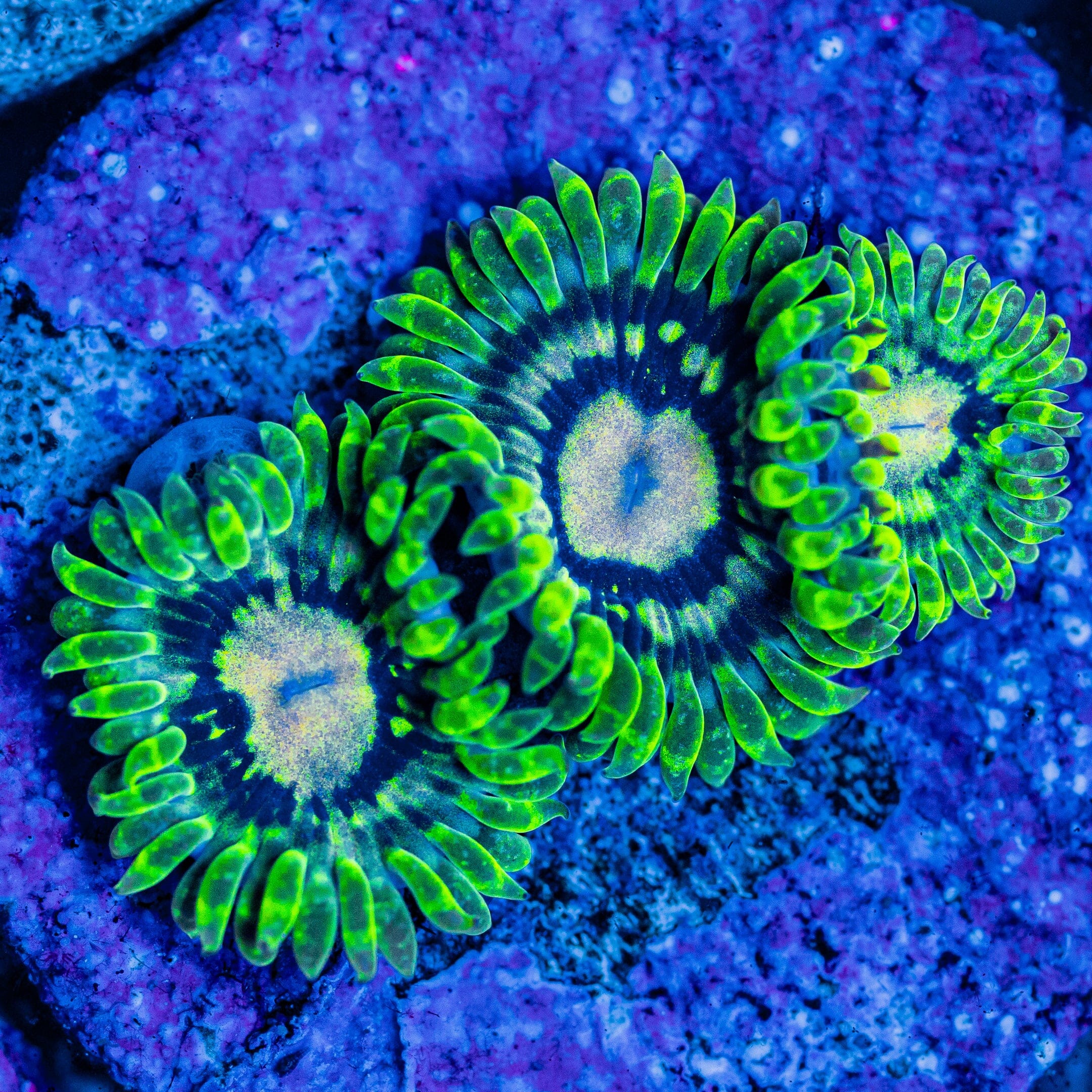 Emerald Maul Zoanthids Soft Coral Reef Lounge USA 