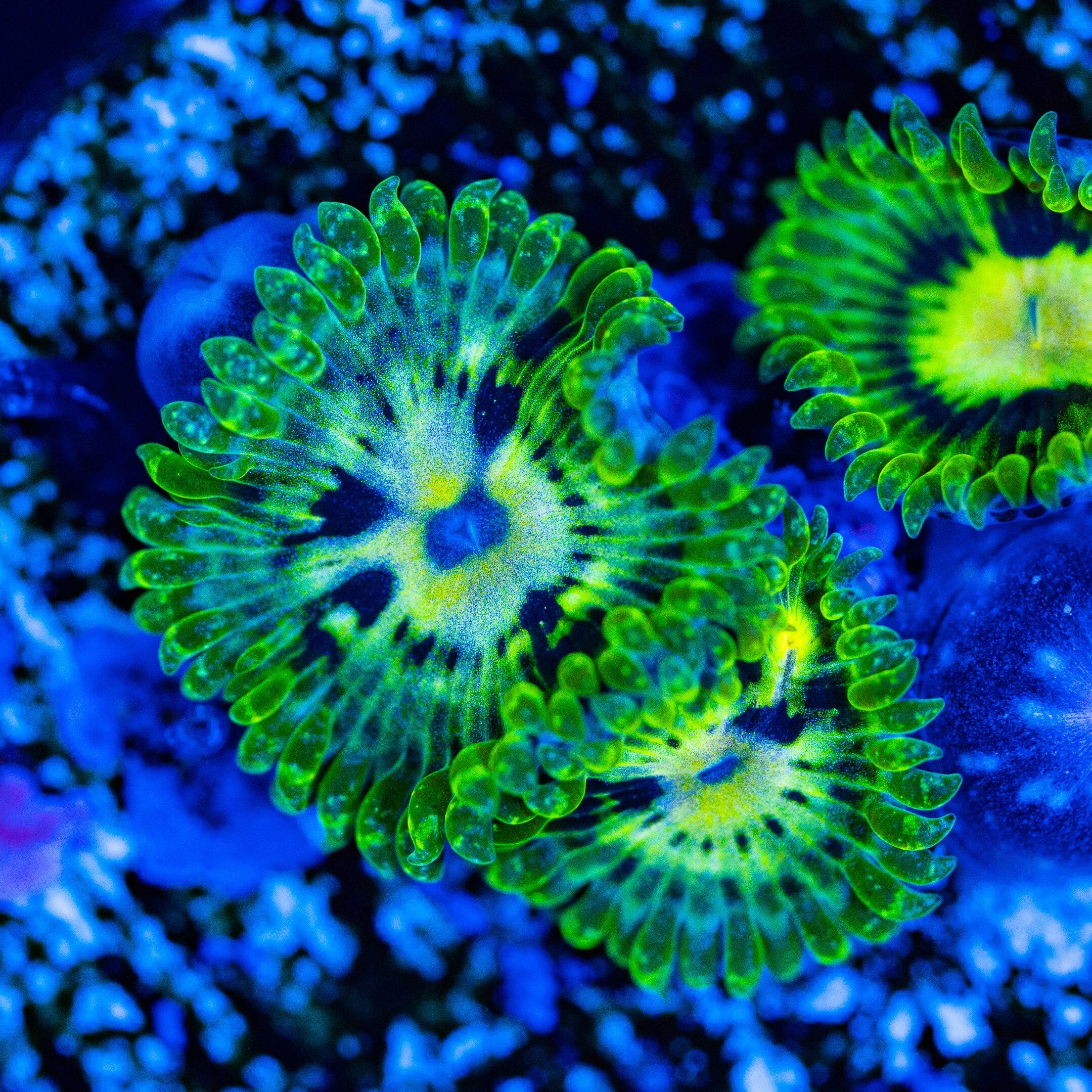 Emerald Maul Zoanthids Soft Coral Reef Lounge USA 