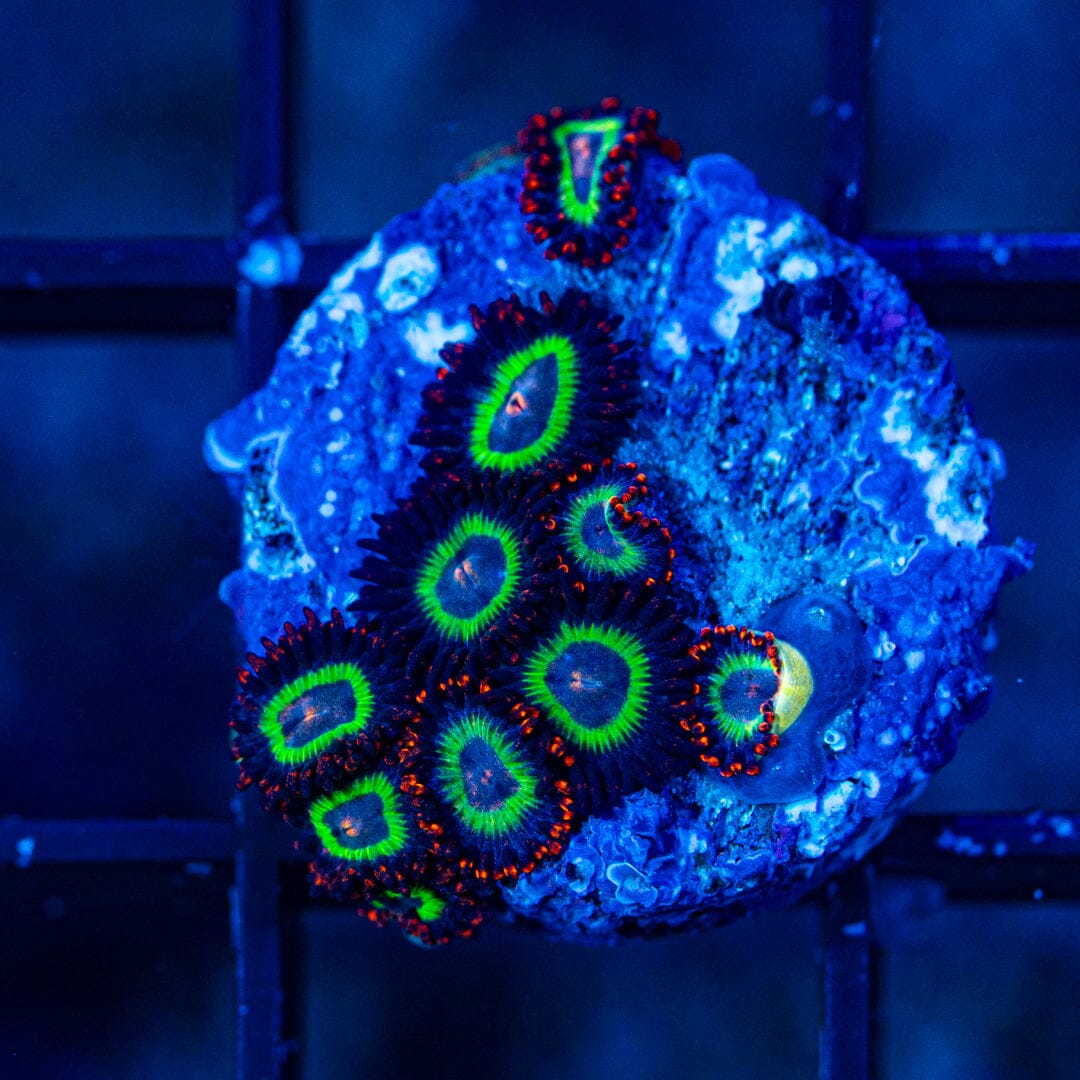 Emerald on Fire Zoanthids (WYSIWYG Overgrown Plug) Reef Lounge Norco 