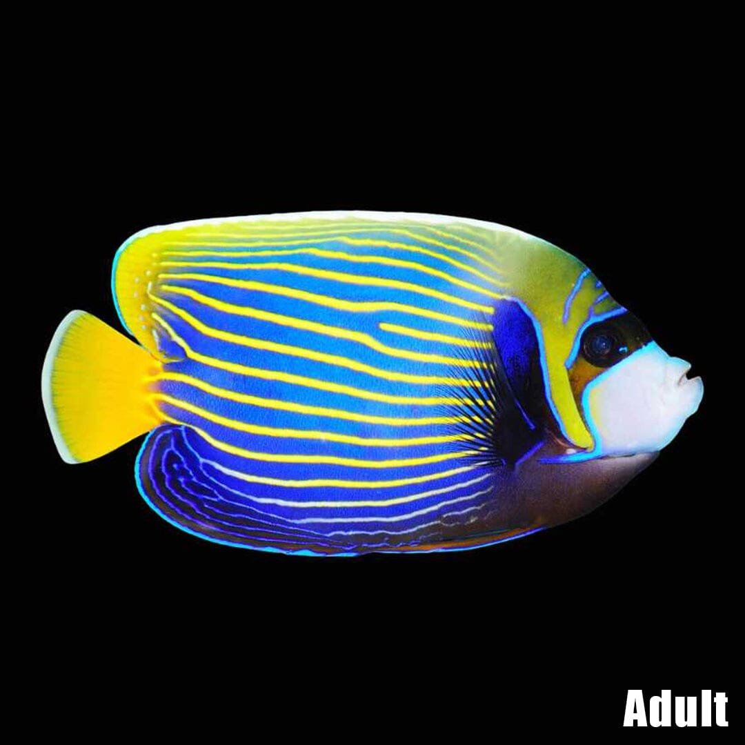 Emperor Angelfish Fish Reef Lounge USA 