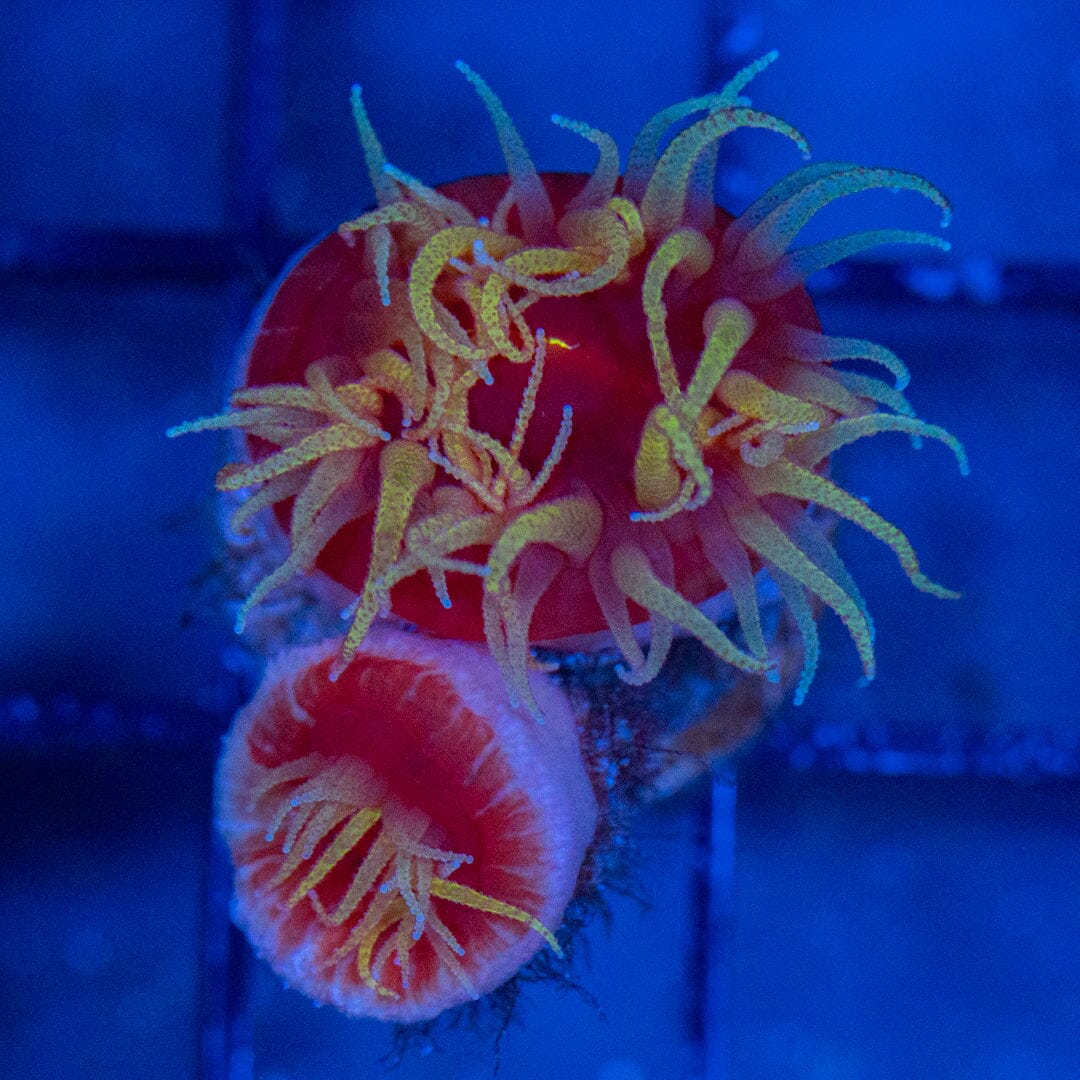 Fat Head Dendrophyllia 2A - WYSIWYG LPS Coral Reef Lounge USA 