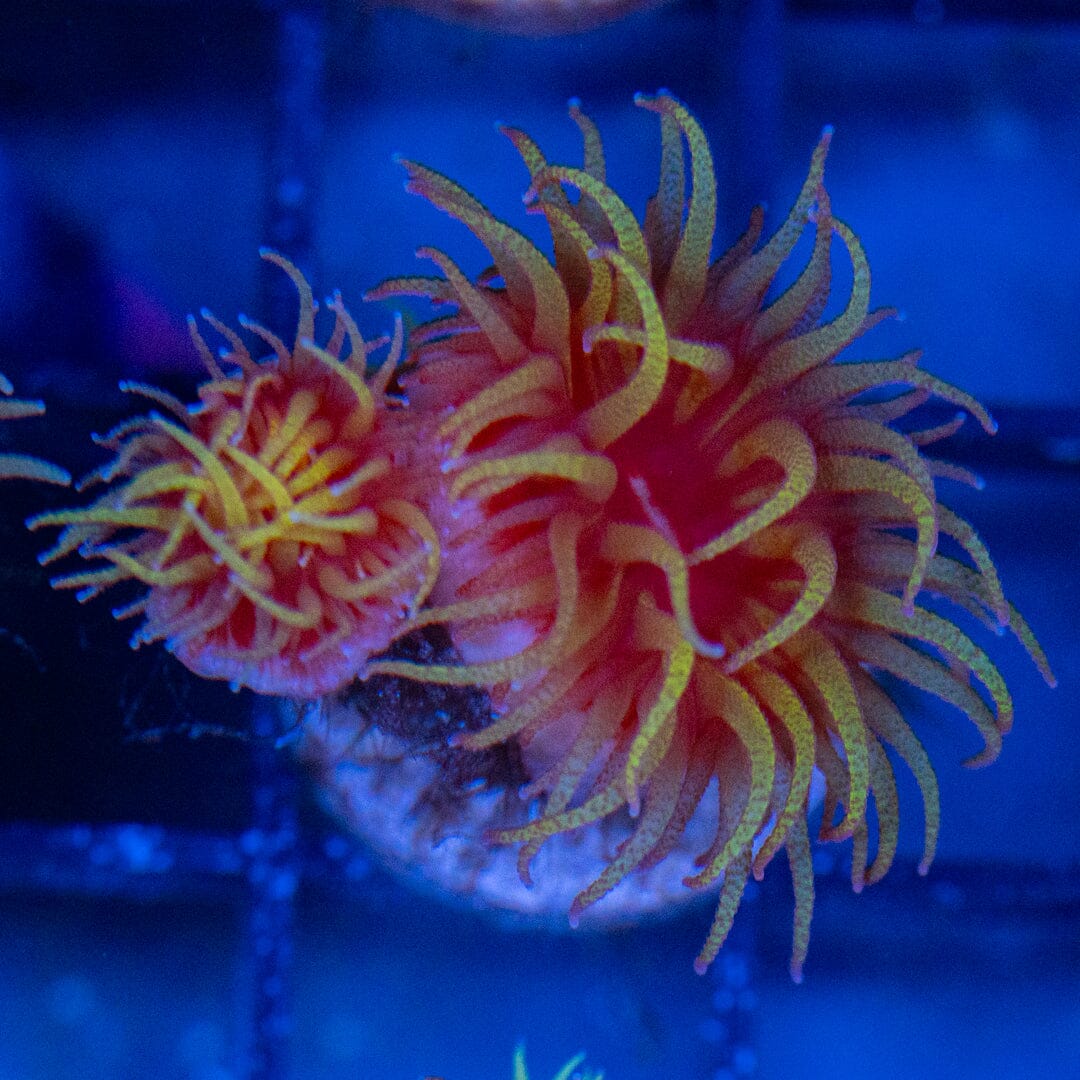 Fat Head Dendrophyllia 3A - WYSIWYG LPS Coral Reef Lounge USA 