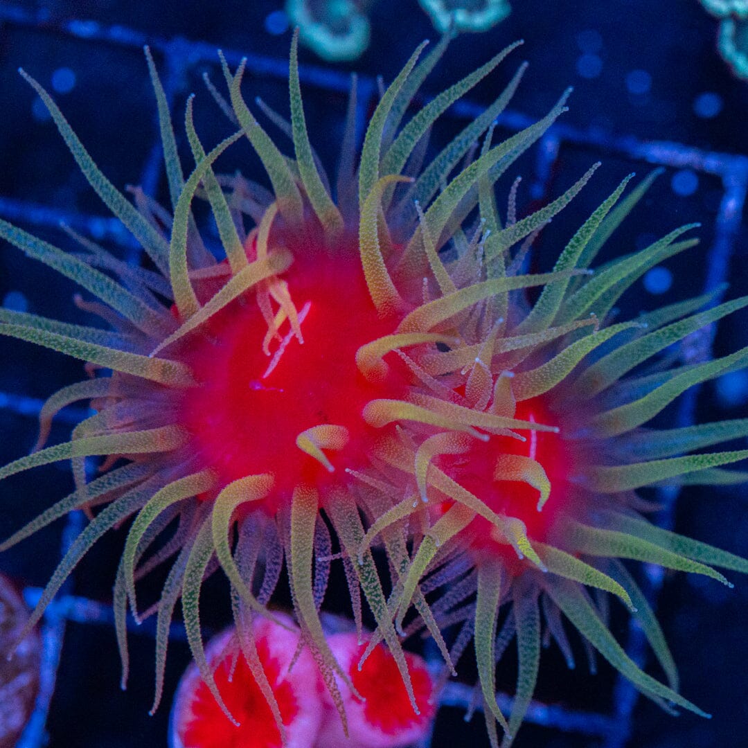 Fat Head Dendrophyllia 5A - WYSIWYG LPS Coral Reef Lounge USA 